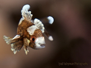 "Juvenile Sweetlips" by Iyad Suleyman 